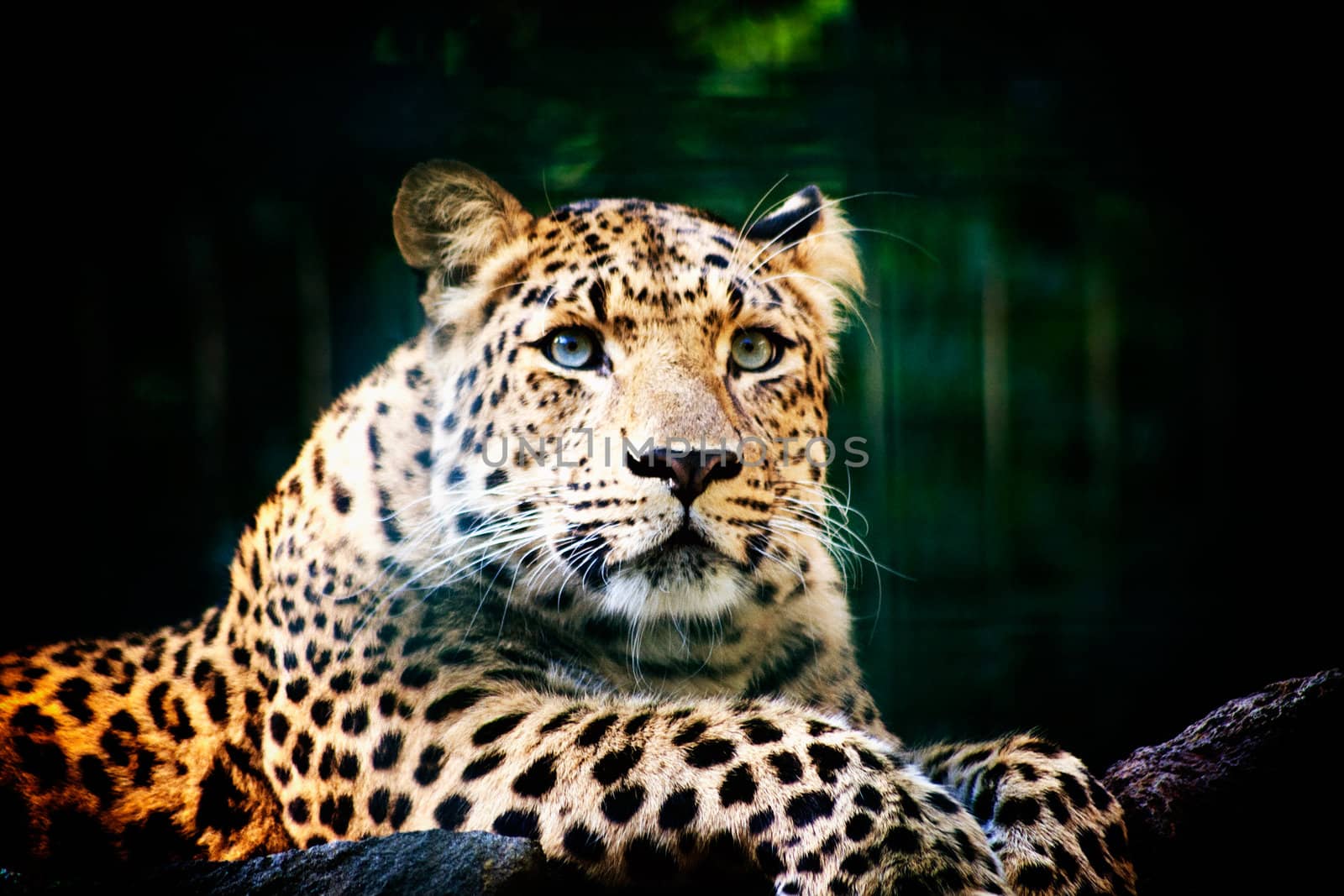 Beautiful portrait of leopard Panthera Pardus big cat amongst foliage in captivity 