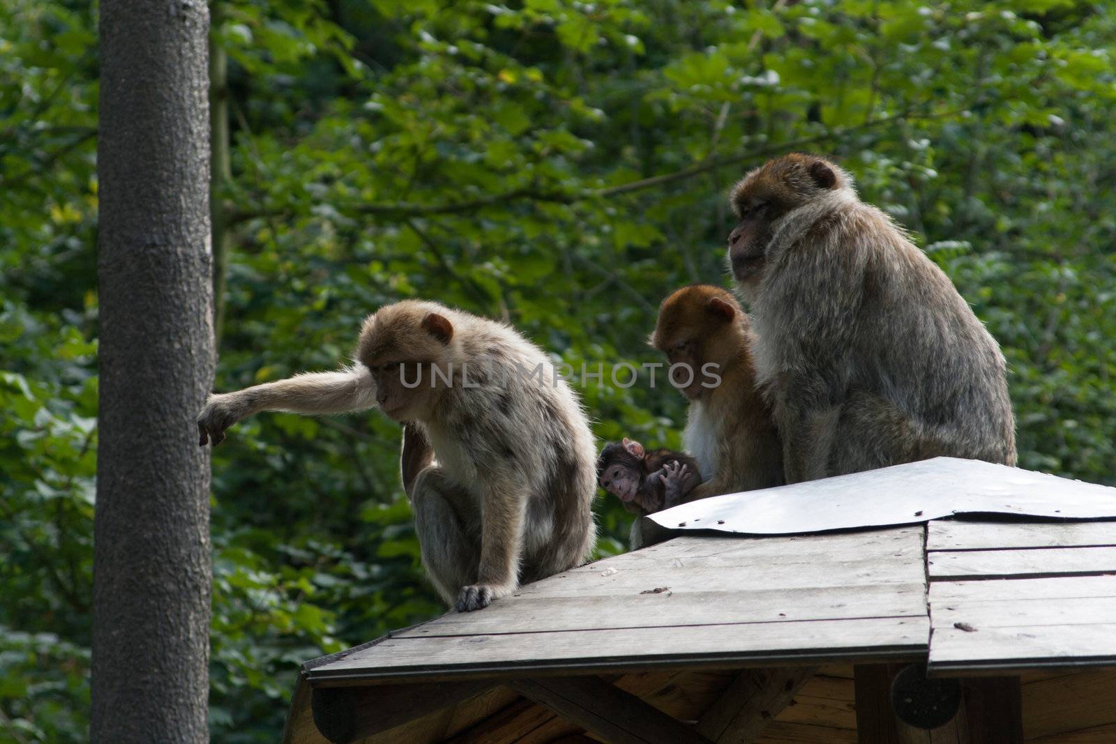 Family of monkeys sitting on a roof