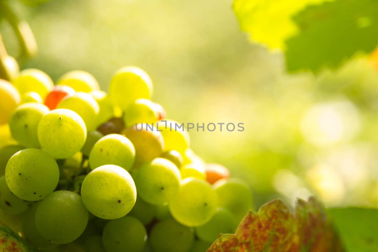 Rred grapes in sunset light Burgundy france