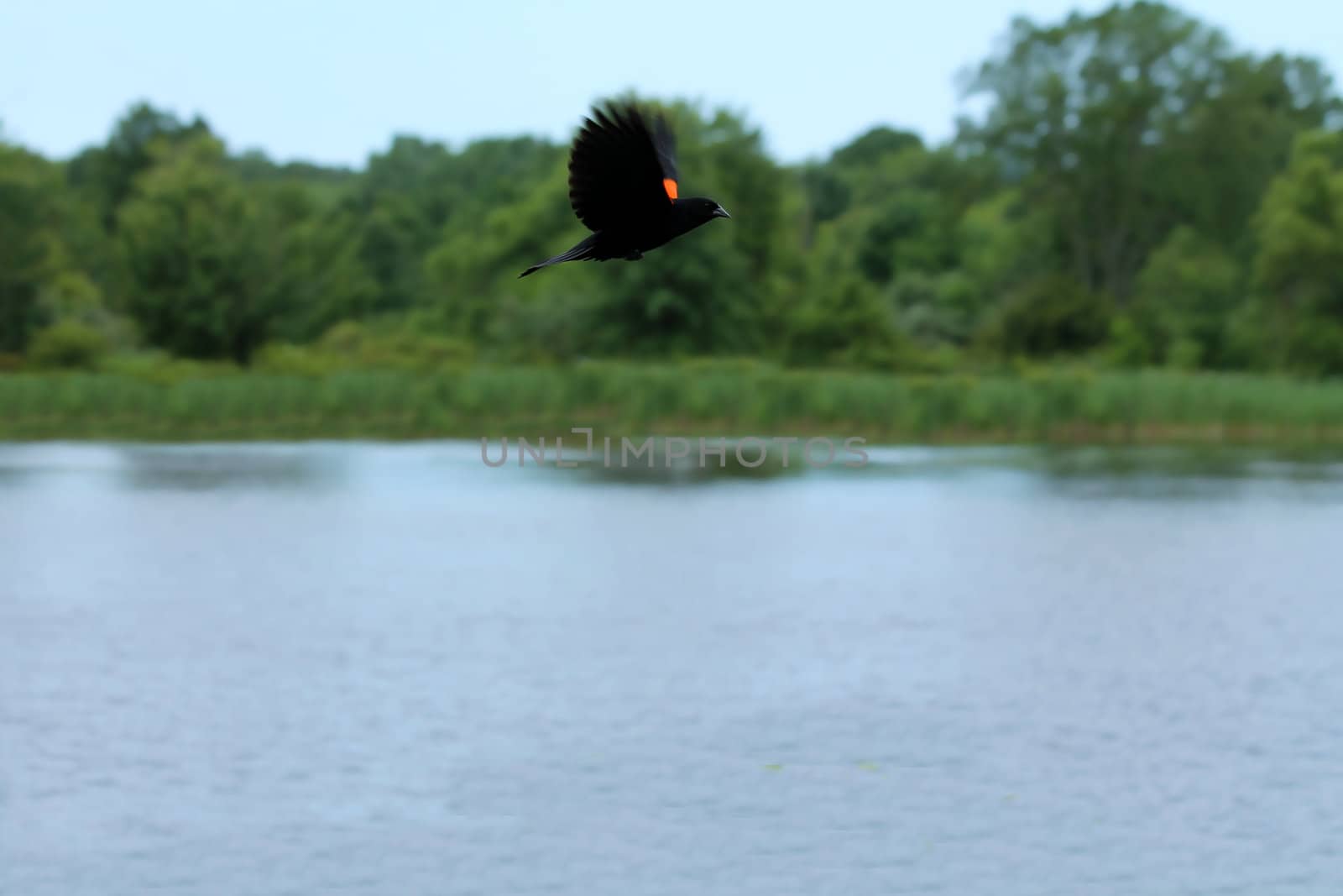 Red-winged black bird in flight