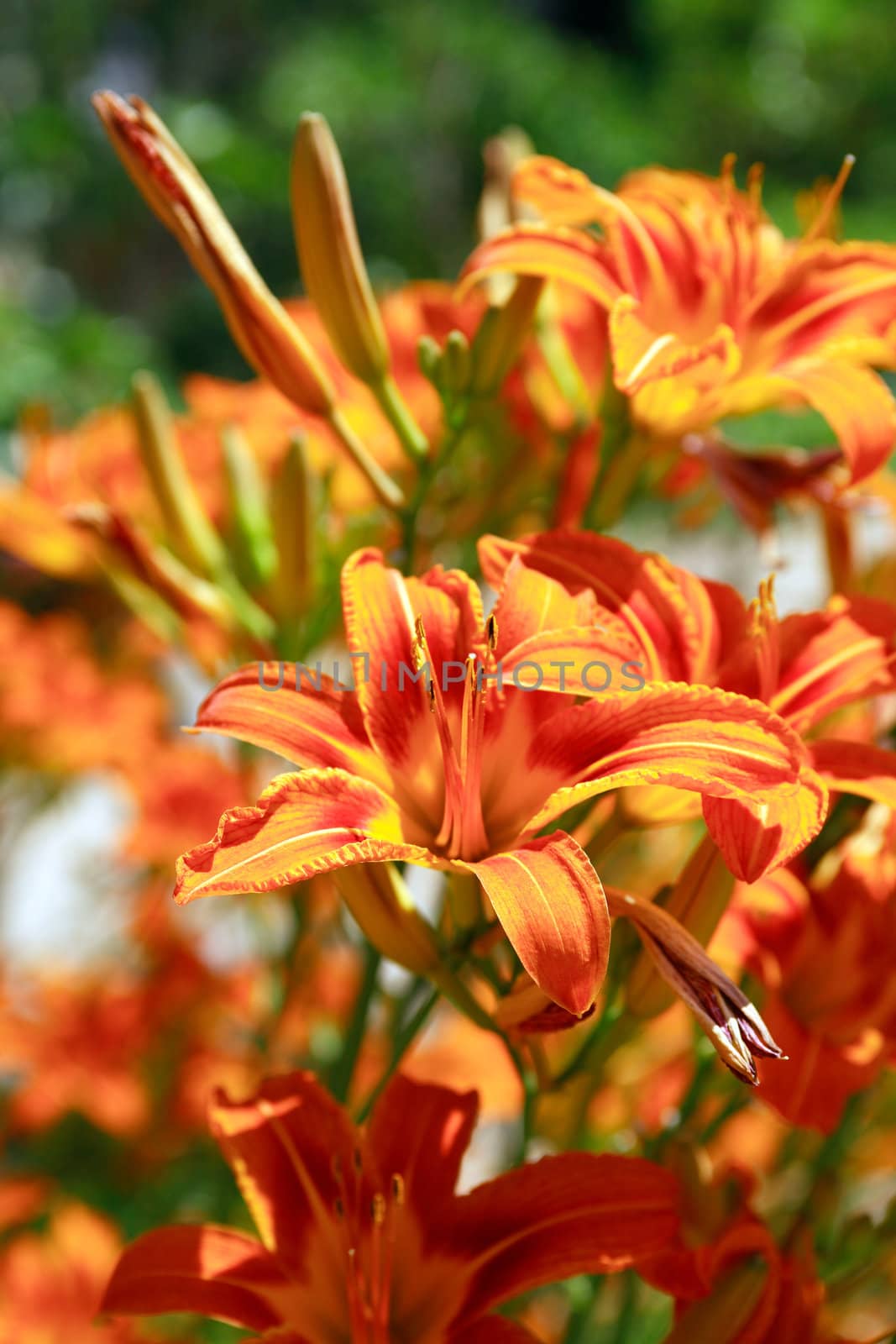 Beautiful orange day lilies closeup. Nice background