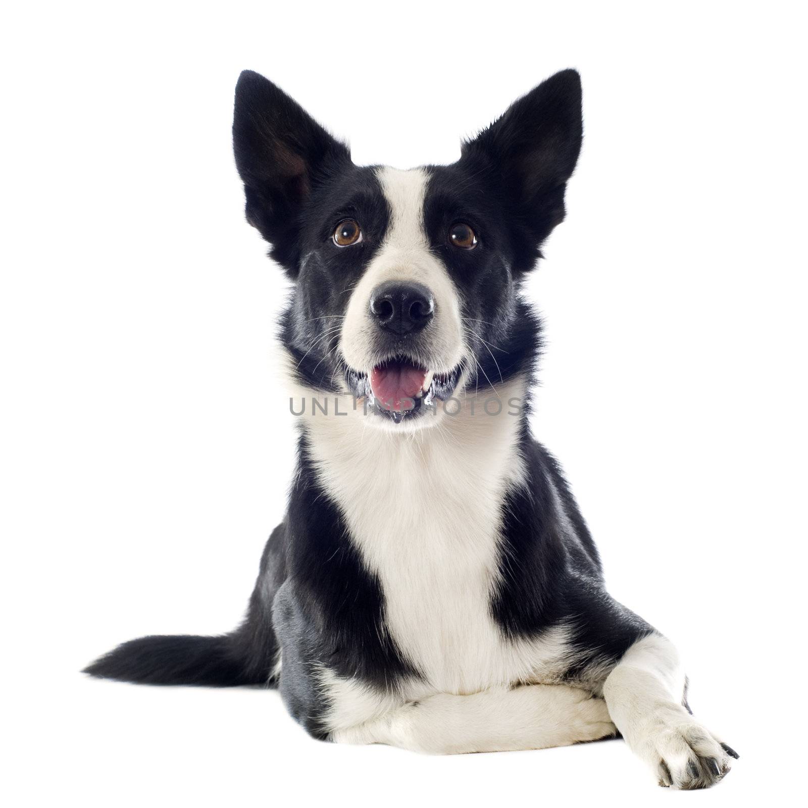 portrait of purebred border collie in front of white background