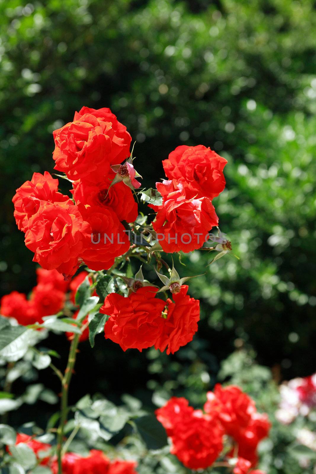 Closeup of beautiful red roses on green plants background