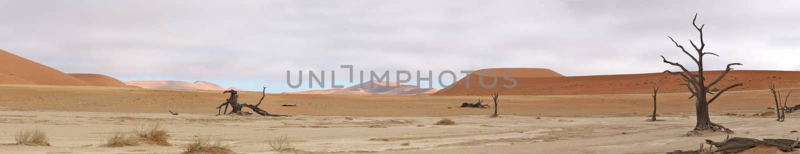 Panorama from five photos of the Deadvlei area near Sossusvlei,  Namibia