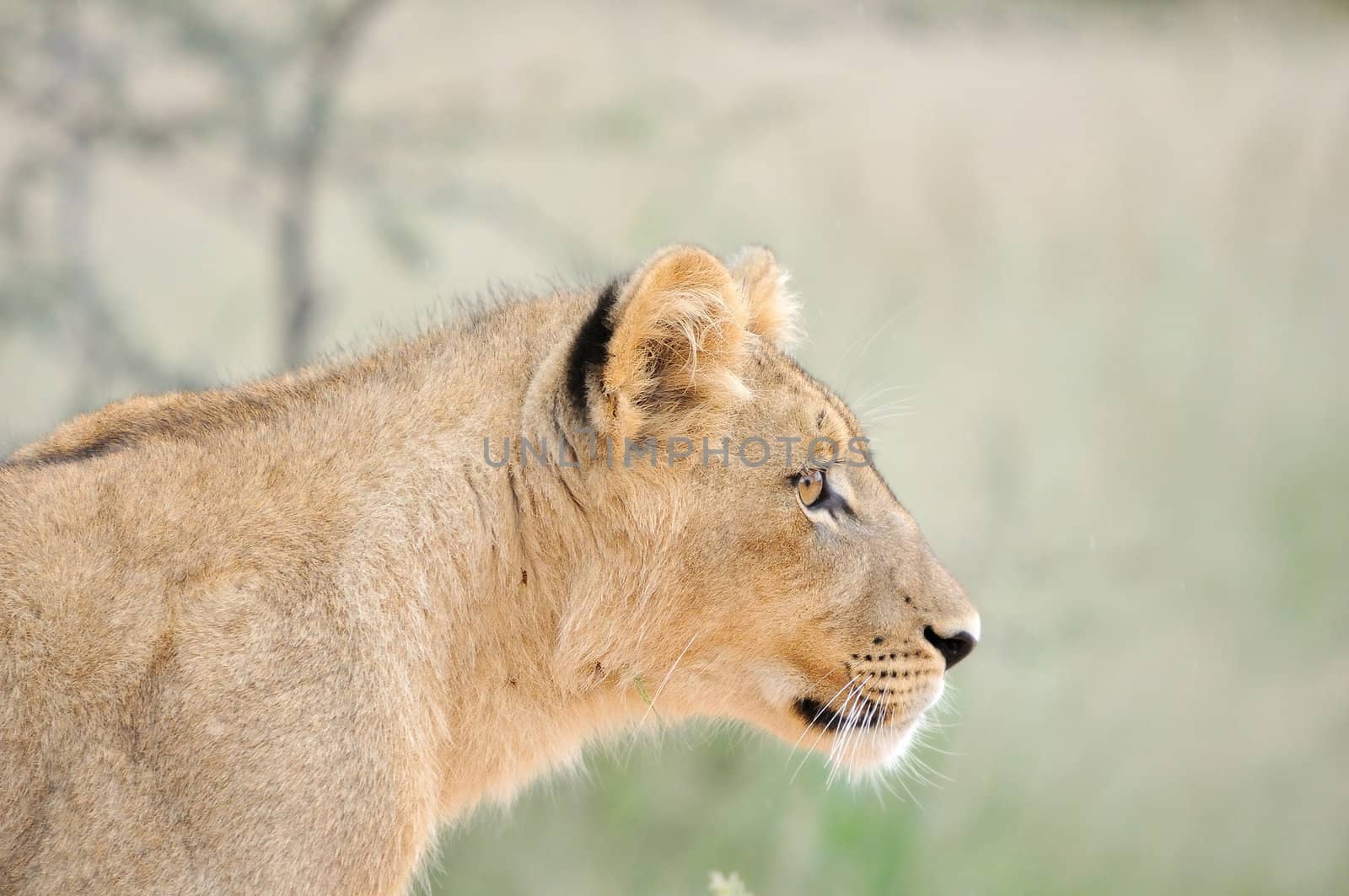A lion cub, Kgalagadi Transfrontier Park.