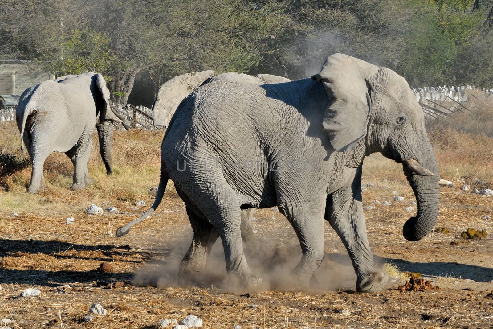 An Elephant charging another elephant, Okaukeujo waterhole, Etosha National Park, Namibia