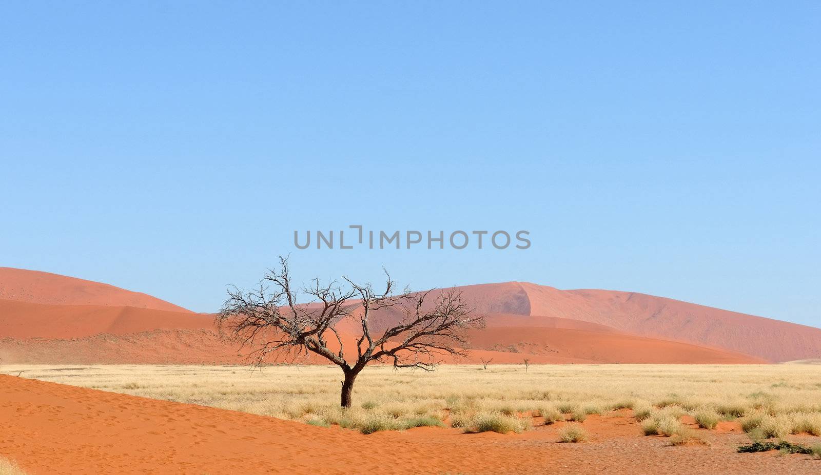 Panorama of the Dune 45 area near Sossusvlei, Namibia