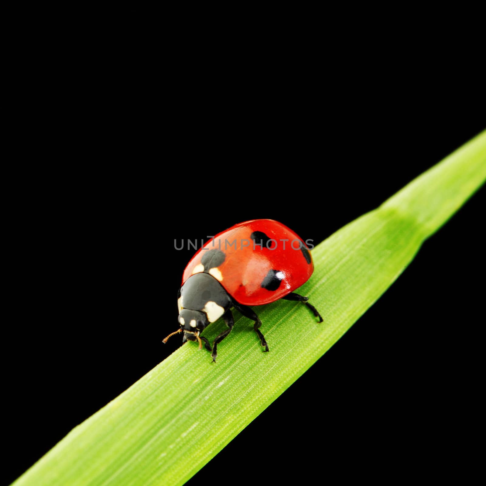 ladybug on grass isolated black background