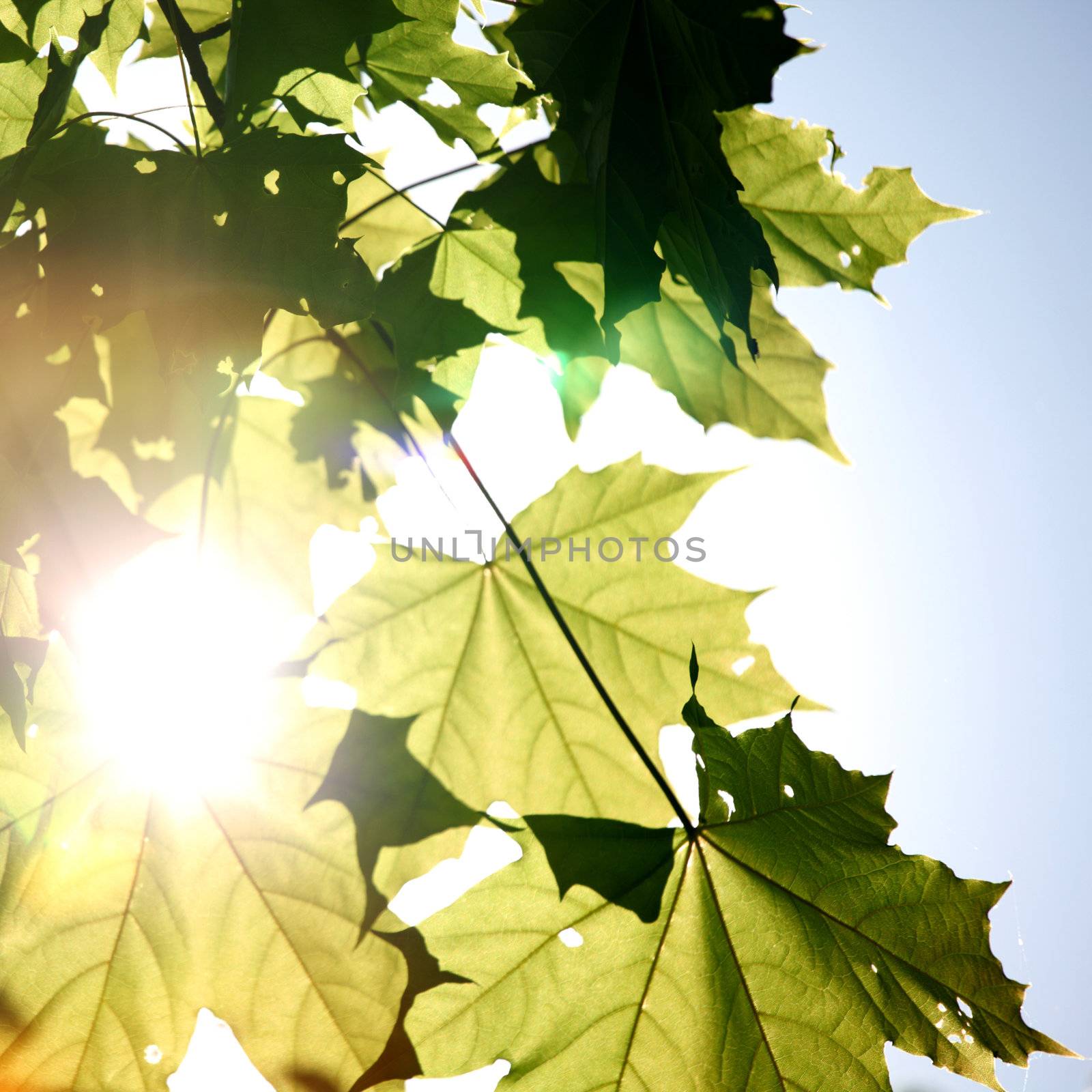 green leaves sun is shine