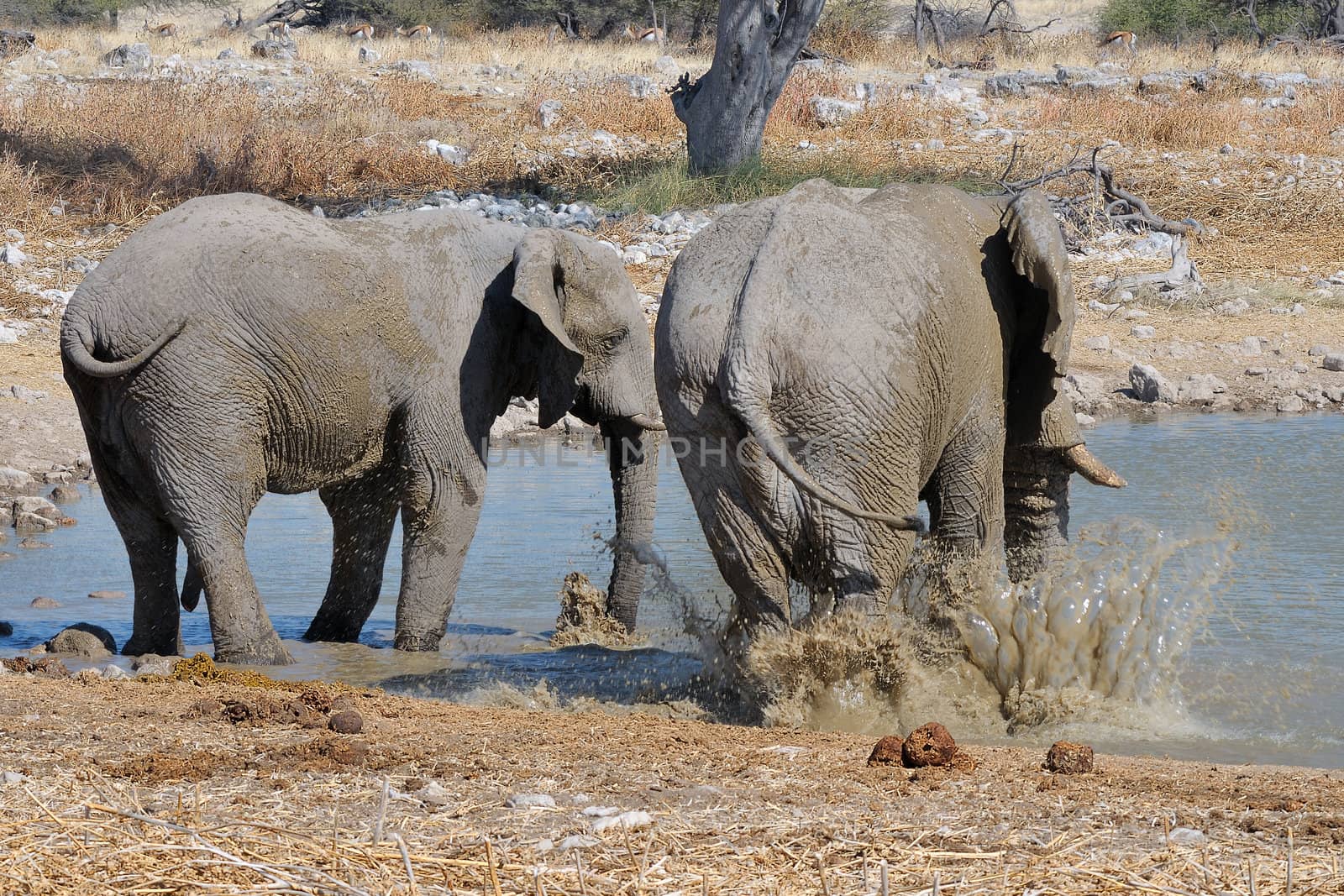 An Elephant taking a mud bath at the Okaukeujo waterhole, Etosha National Park, Namibia