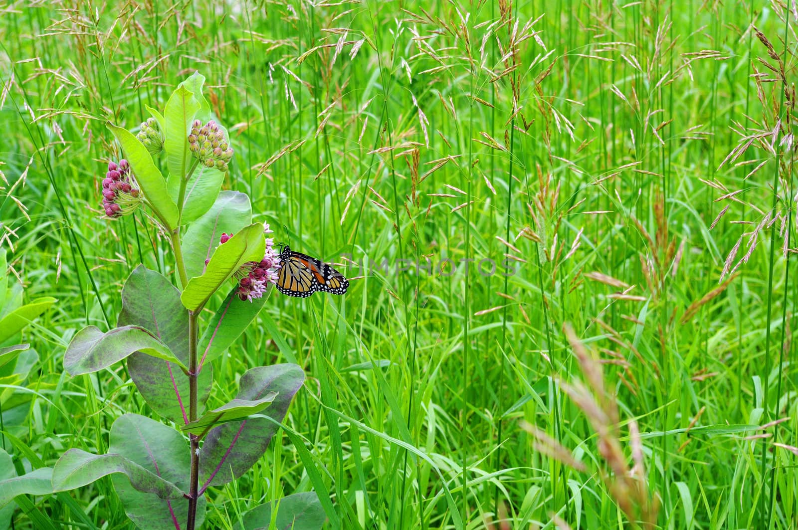 A Monarch butterfly on milkweed