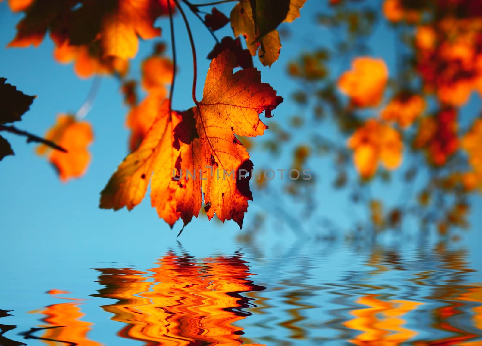 Autumn background by Anna_Omelchenko