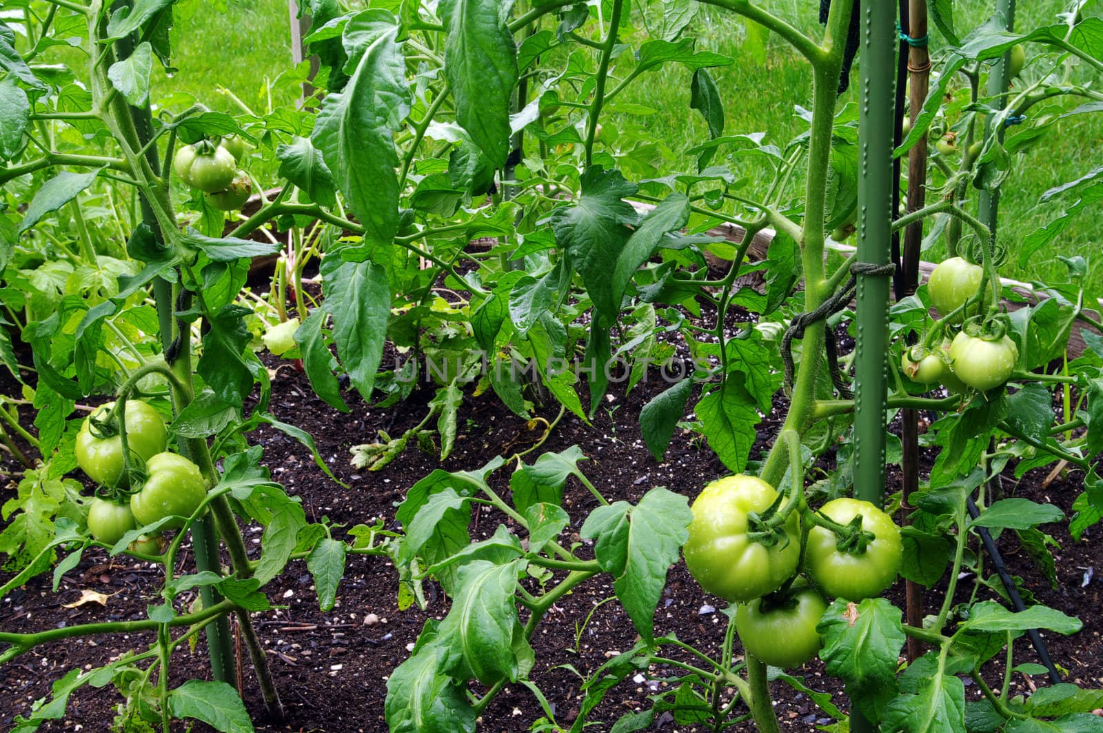 Green Tomatoes on the vine by edcorey