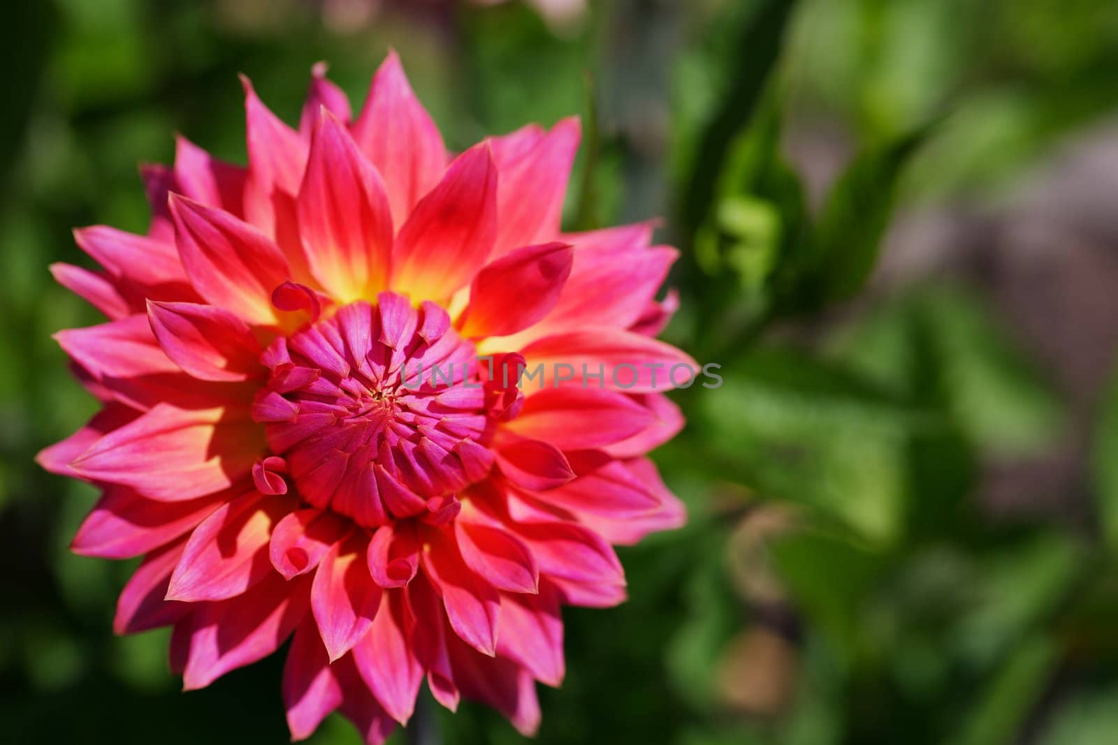 Pink Dahlia by bobkeenan