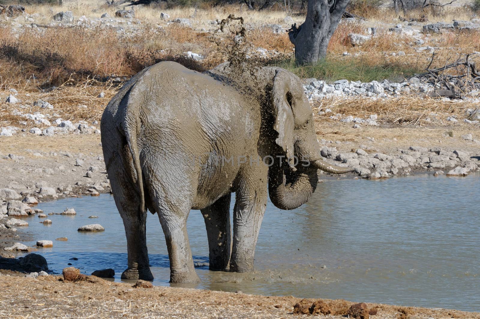 An Elephant taking a mud bath at the Okaukeujo waterhole, Etosha National Park, Namibia