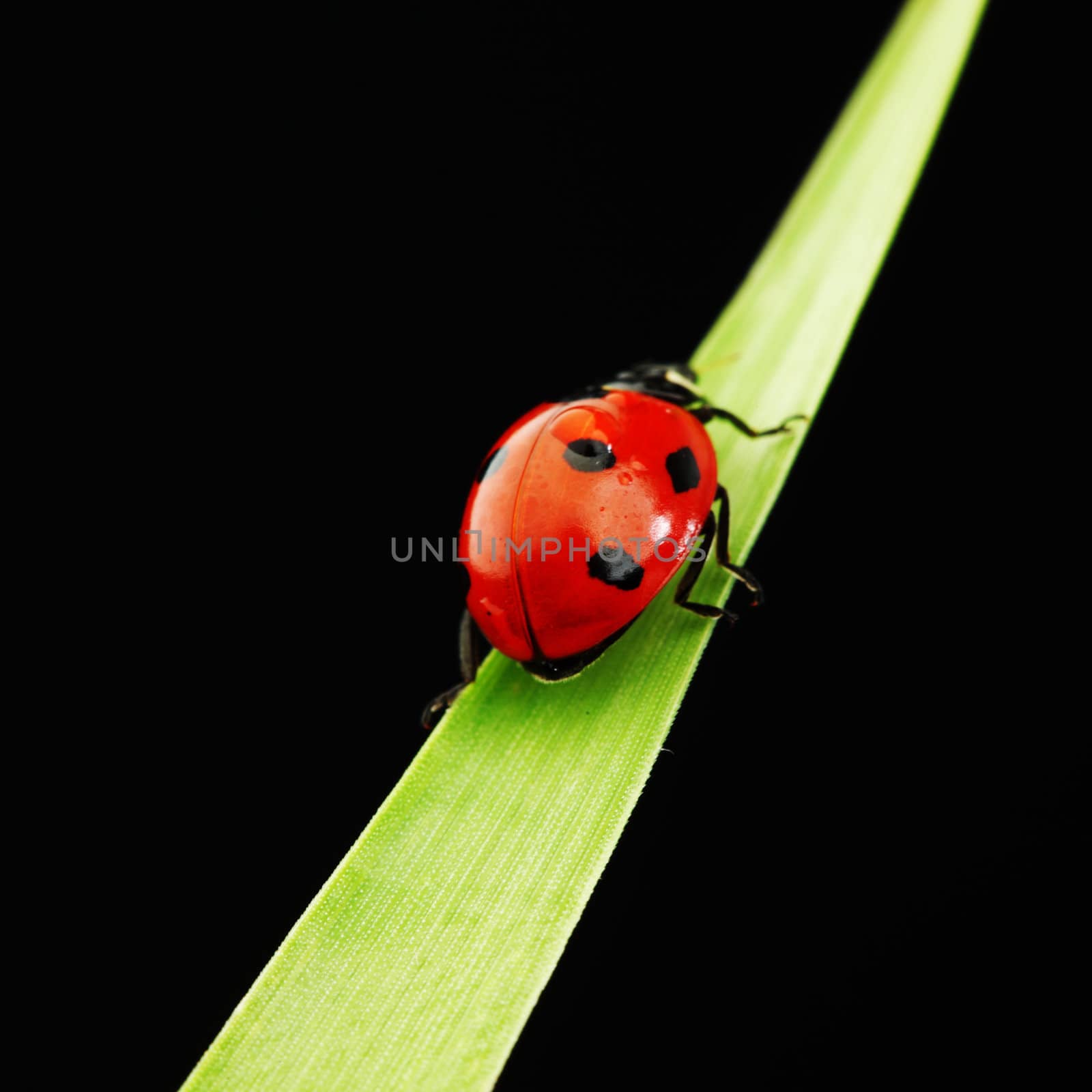 ladybug on grass isolated black background
