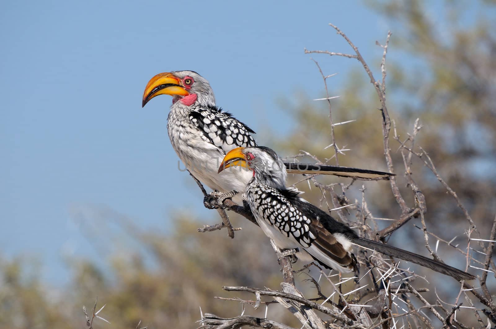 Southern Yellow-billed Hornbill, Tockus leucomelas, Etosha national Park, Namibia