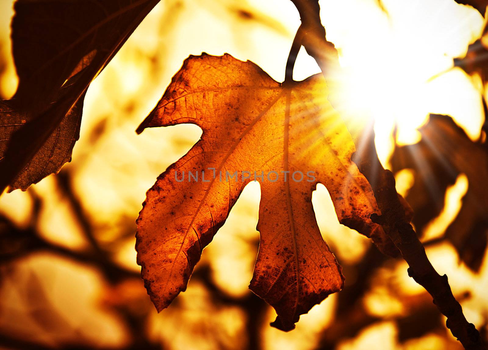 Autumn background by Anna_Omelchenko