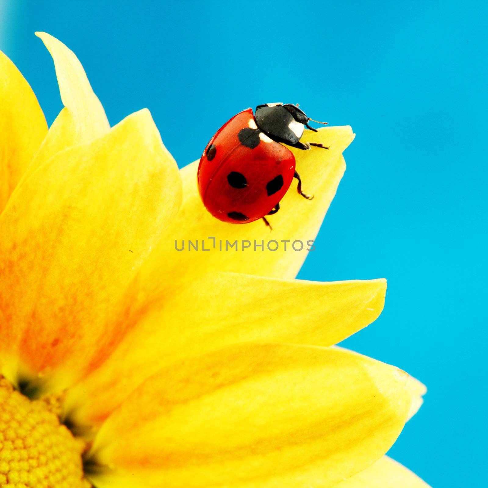 ladybug on sunflower blue background