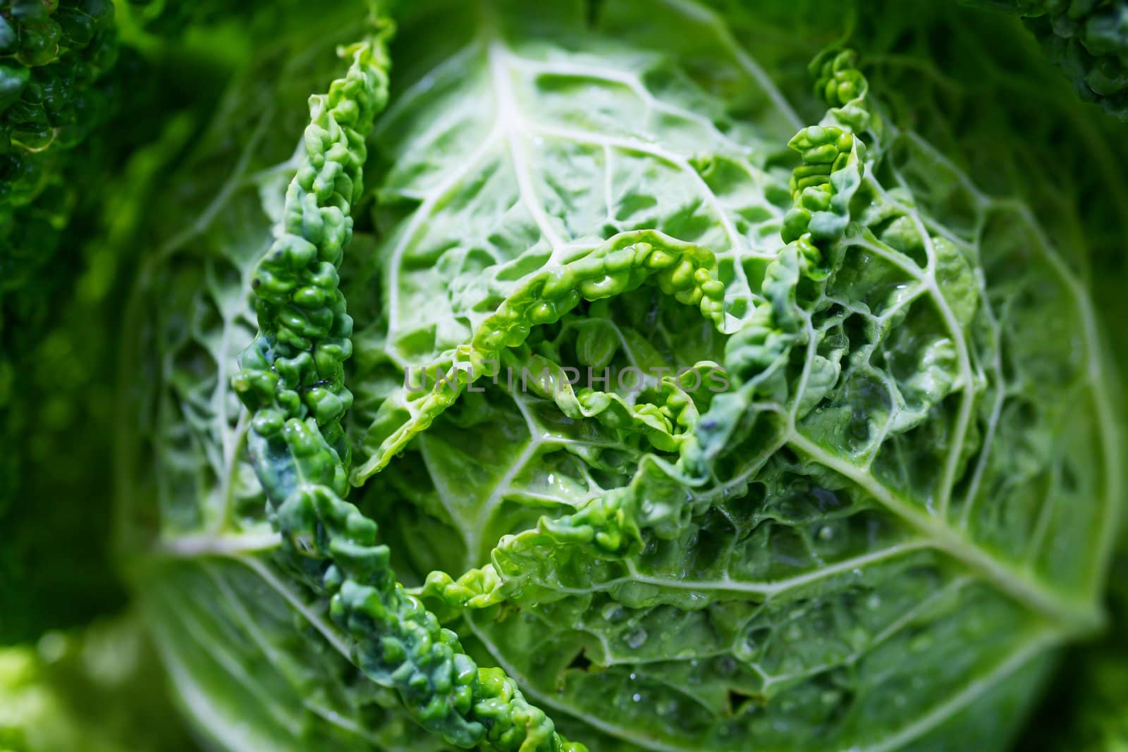 Close up of a crinkled leaf green savoy cabbage