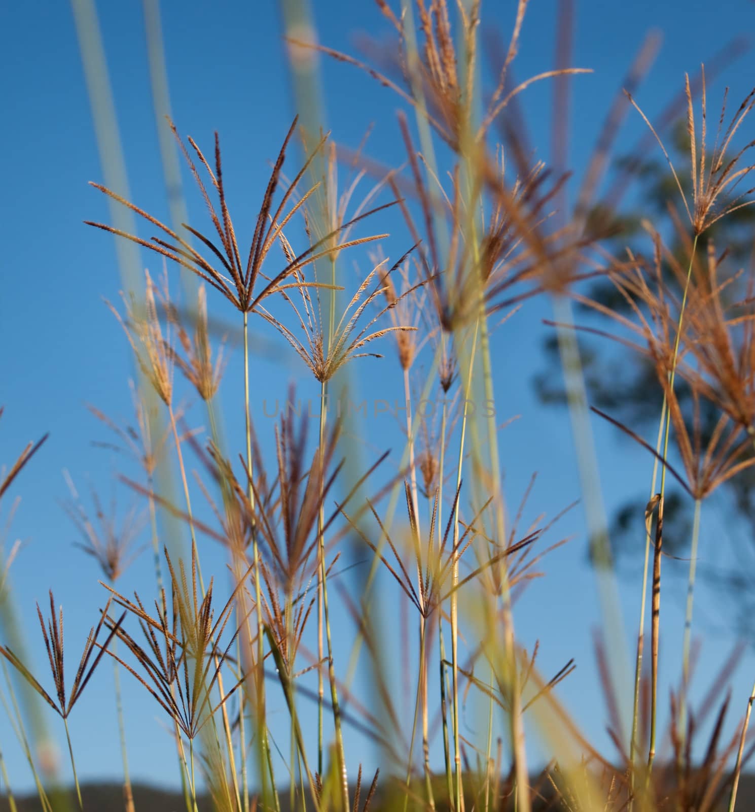Rhodes grass Chloris gayana against blue sky backdrop