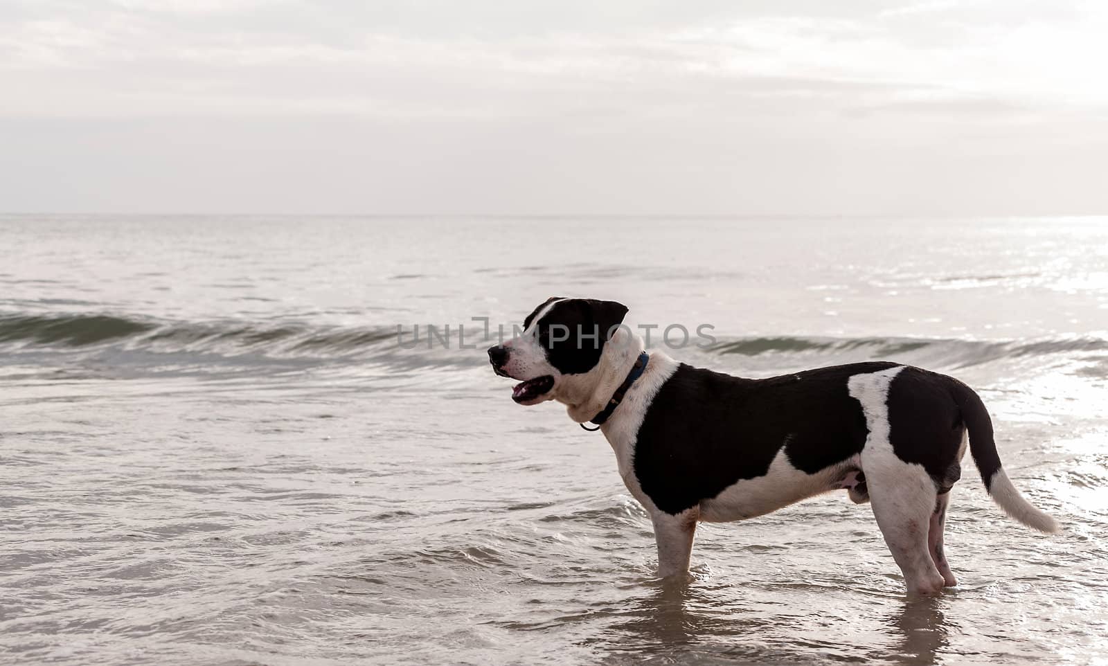 dog standing in sea in overcast sky day