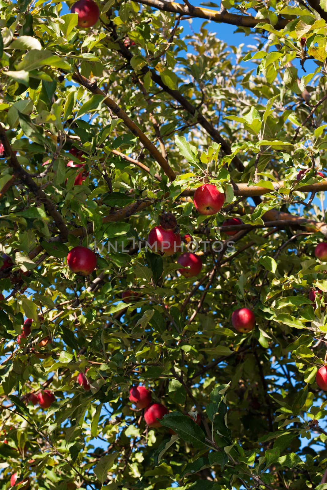 Some ripe red apples on a branch