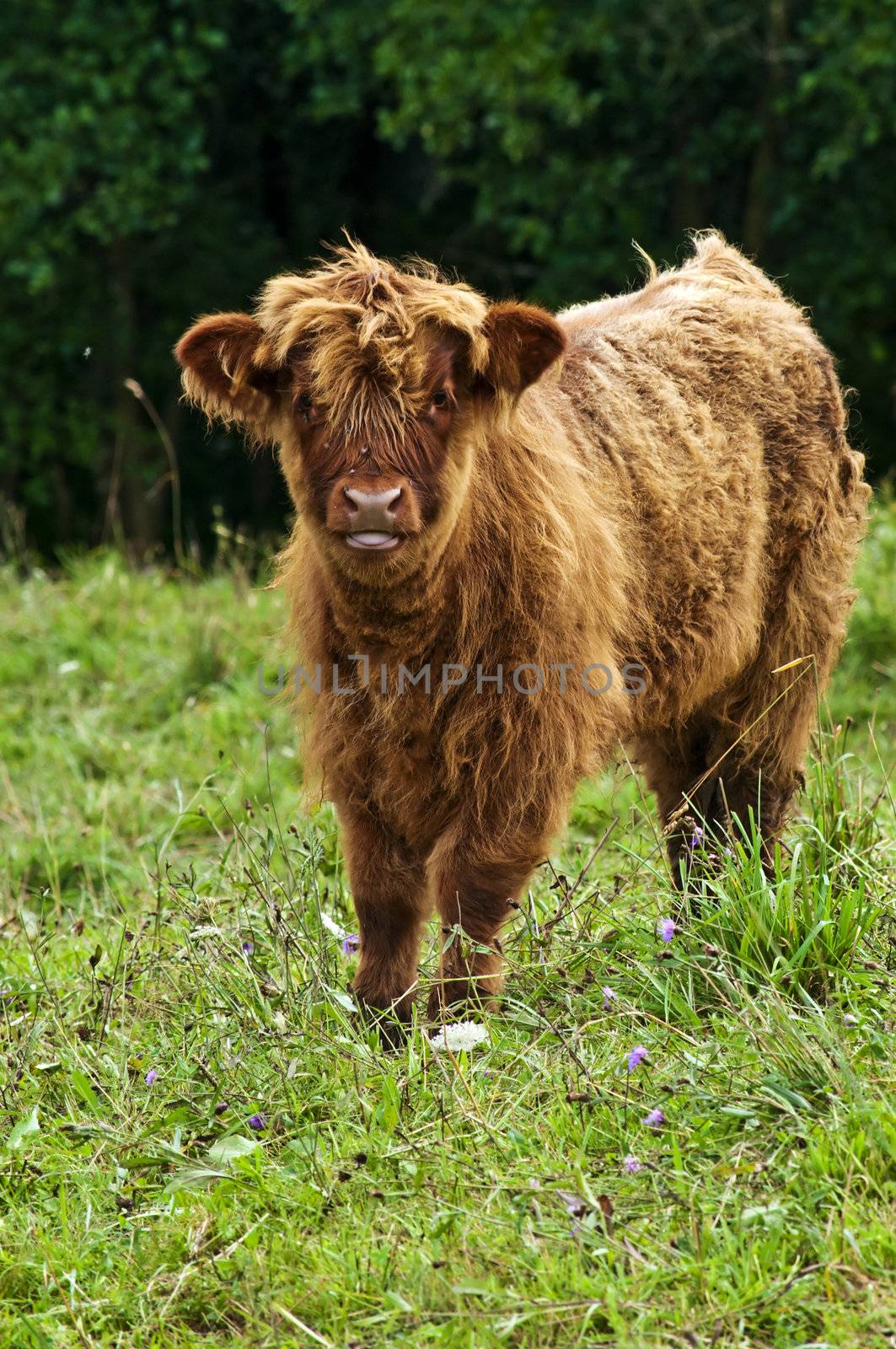 scottish highland calve by Jochen