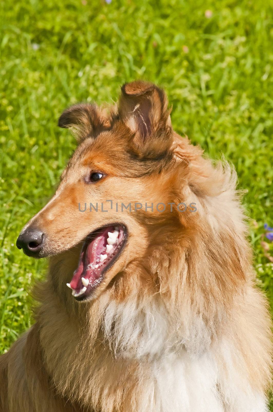 collie dog by Jochen