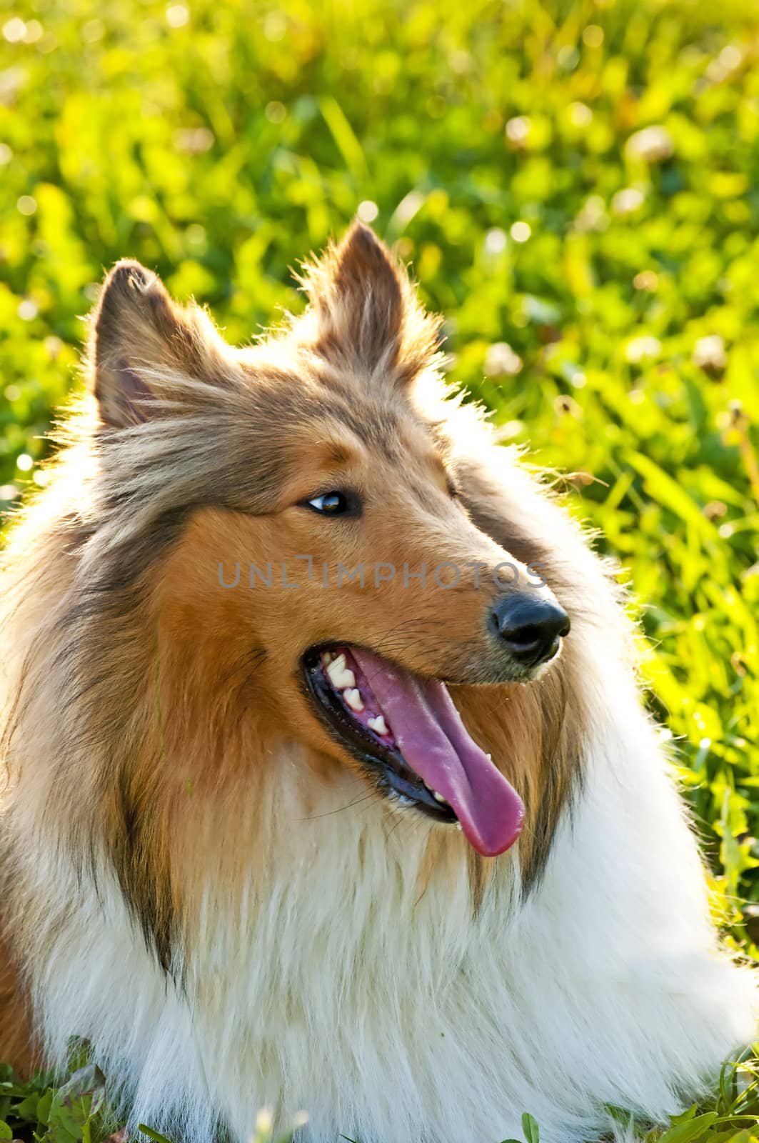 American truebred collie dog