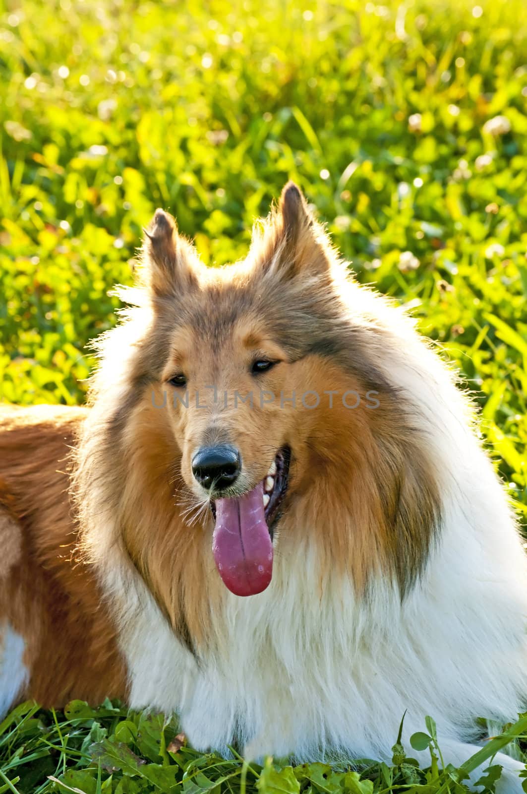 collie puppy sunny by Jochen