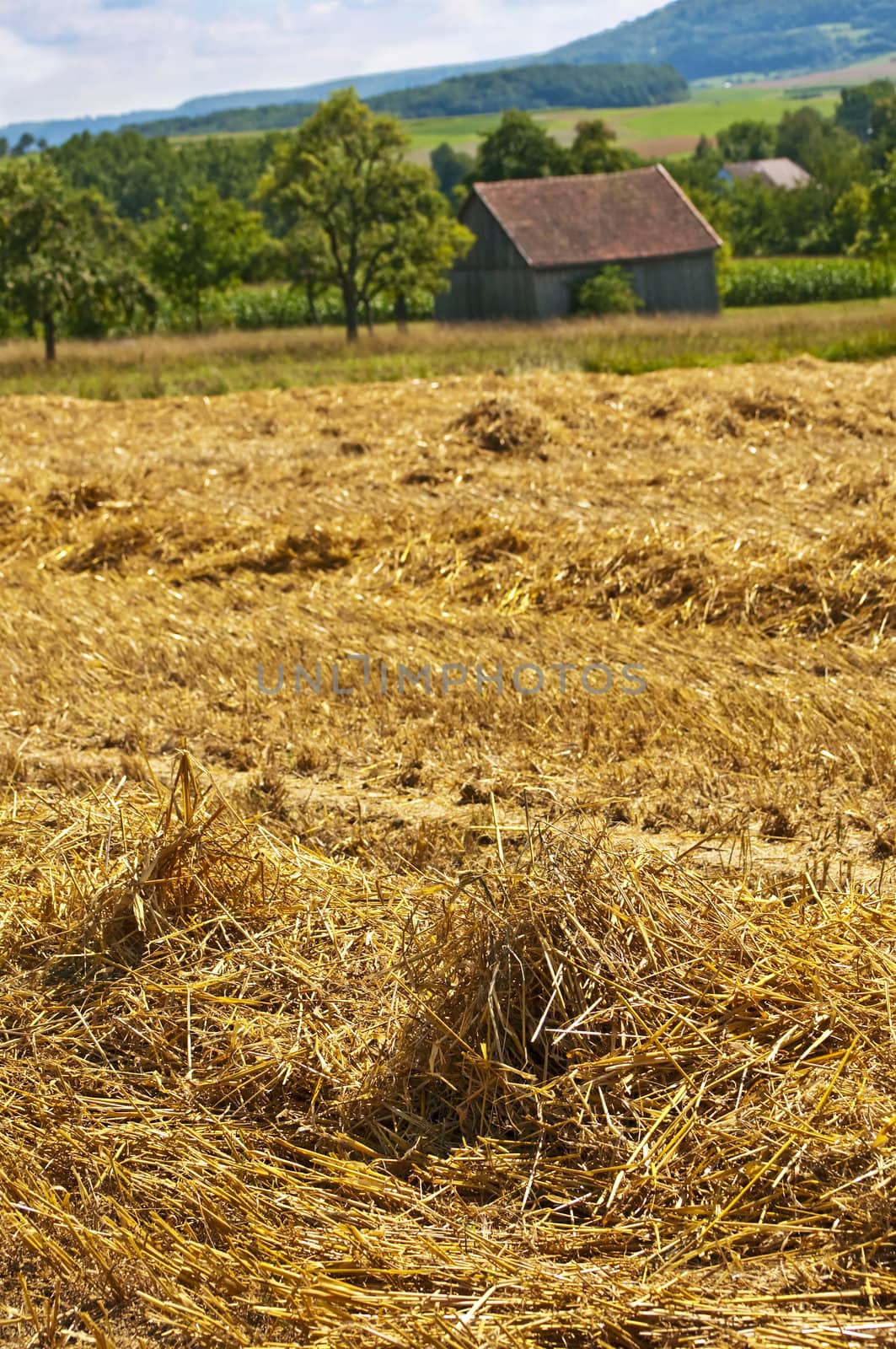 wheat harvest with panormaic view by Jochen