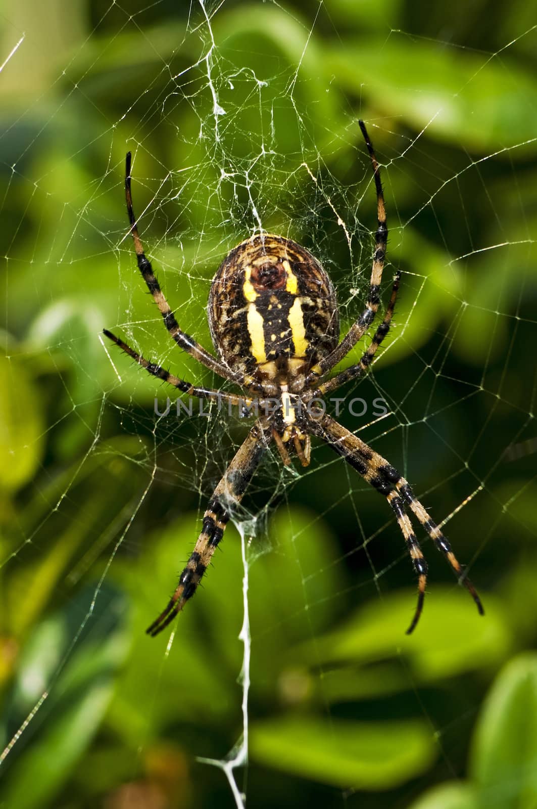 wasp spider, Argiope bruennichi,