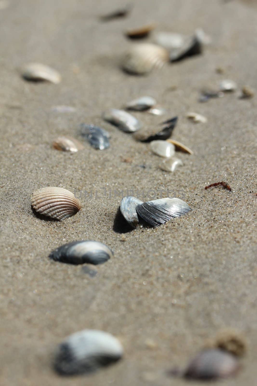 seashells on sand beach by Teka77