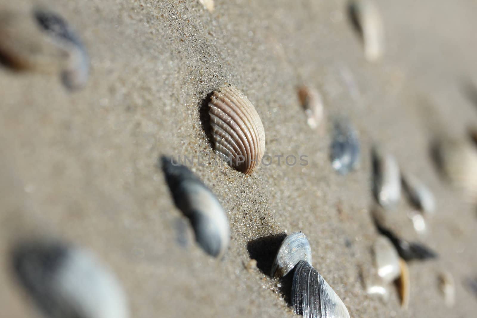 seashells on sand beach by Teka77