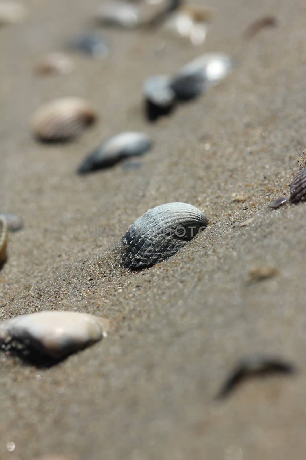 seashells on sand beach by Teka77