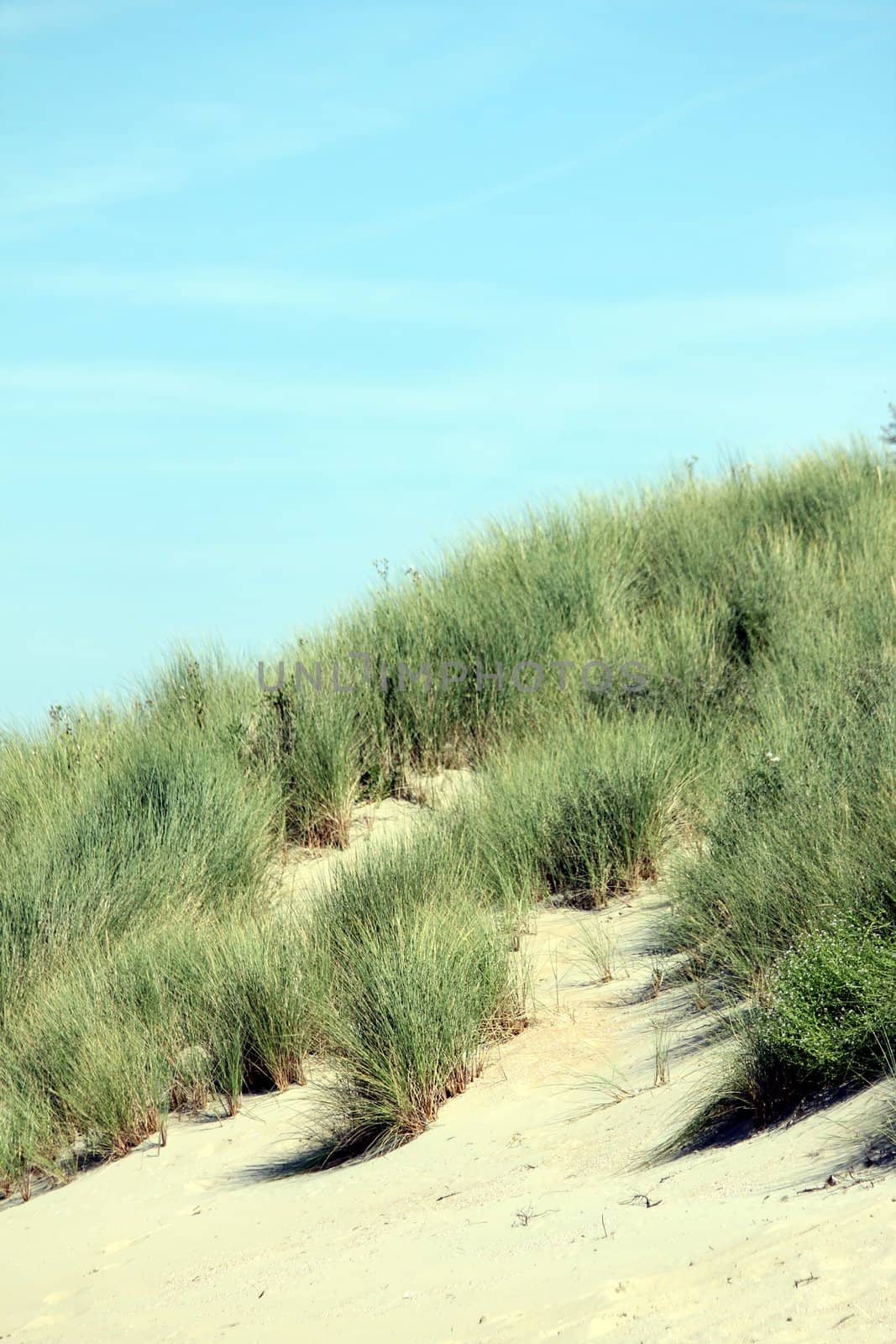 reed grasses at the beach