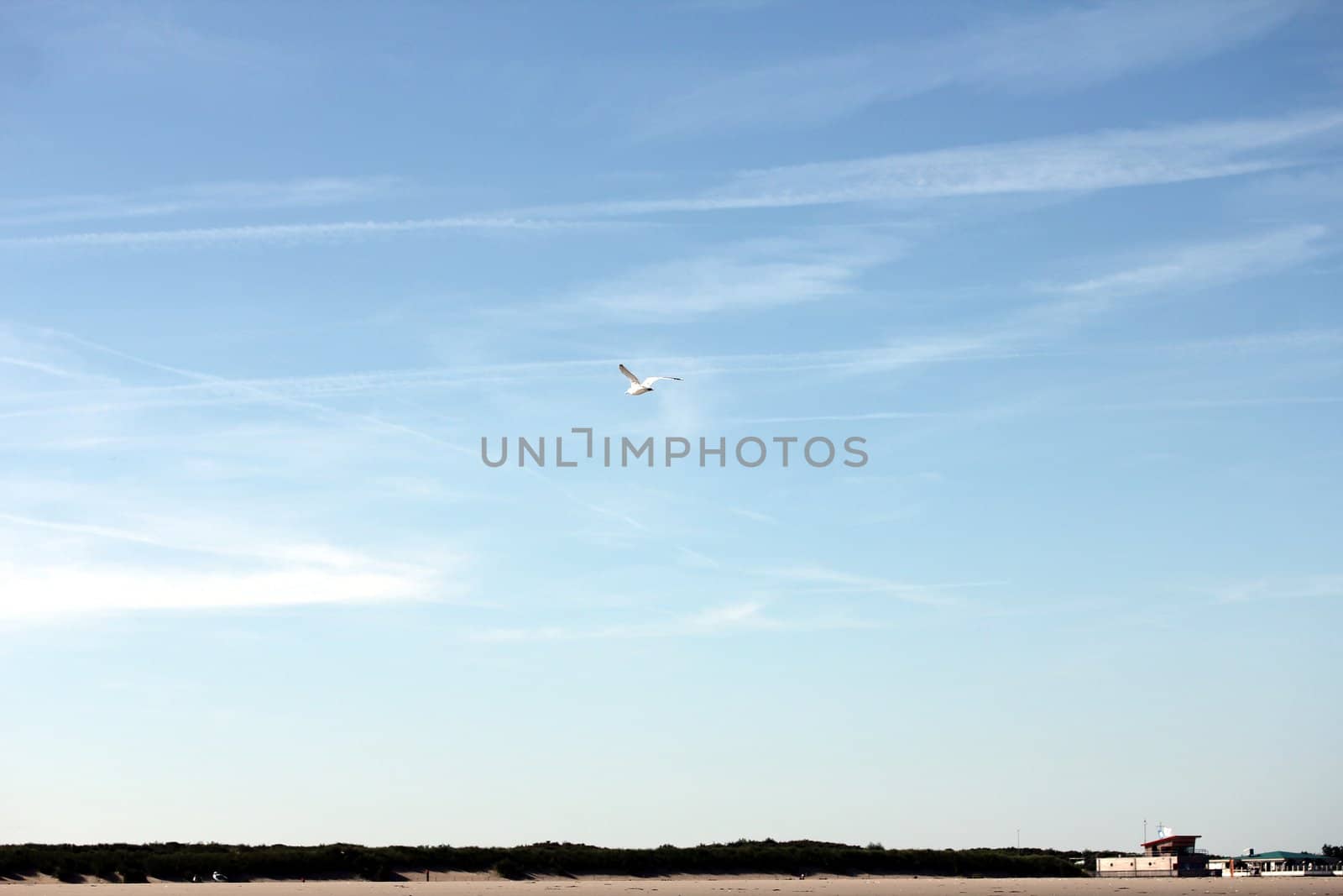 sky bird at the beach by Teka77