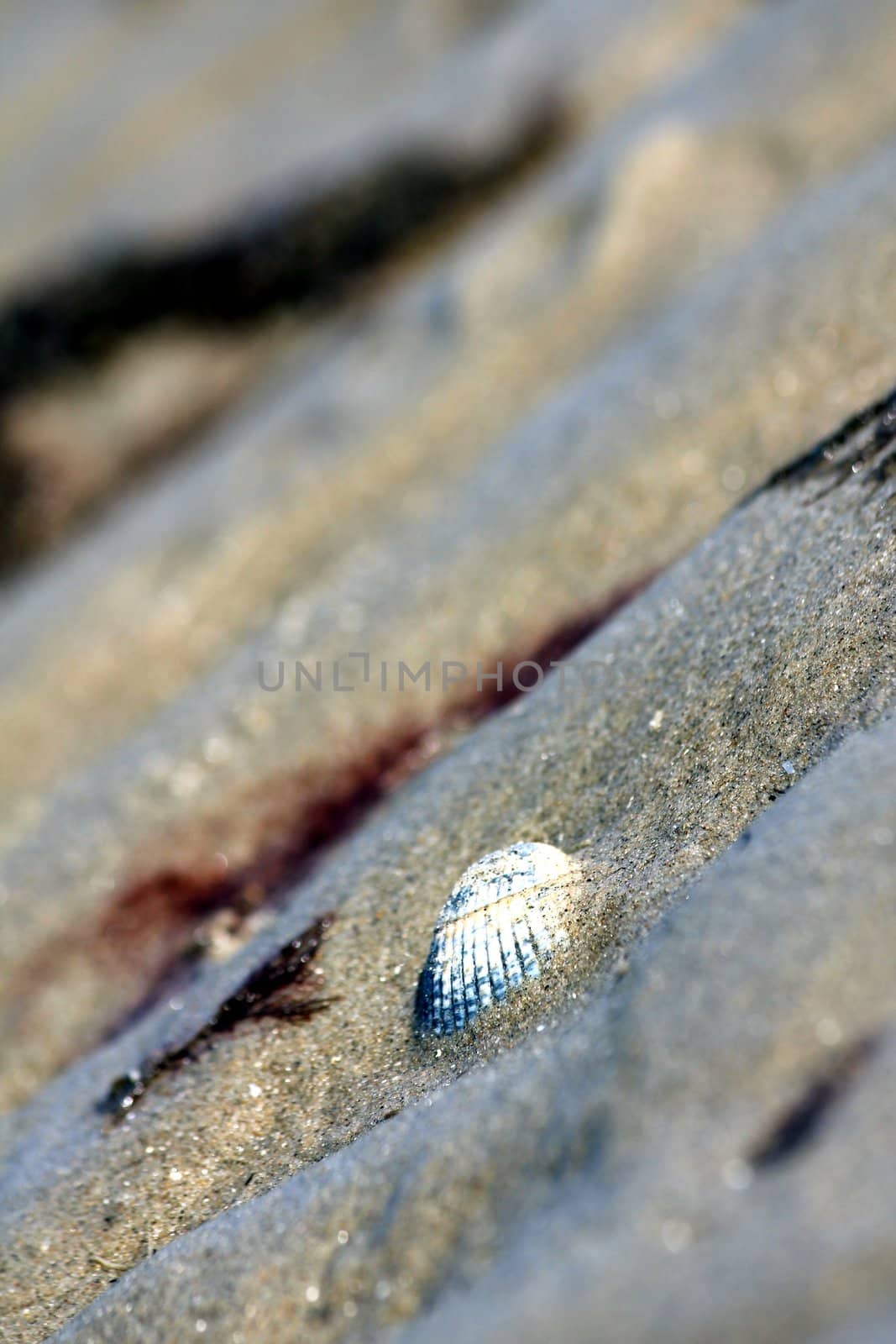 seashell in sand waves