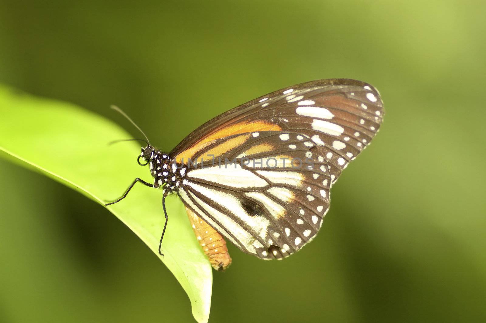 butterfly with natural green background