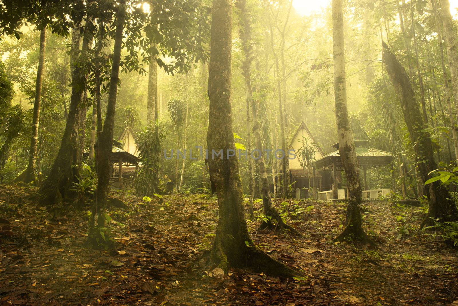 rainforest photo with ray of lights in the morning in malaysia