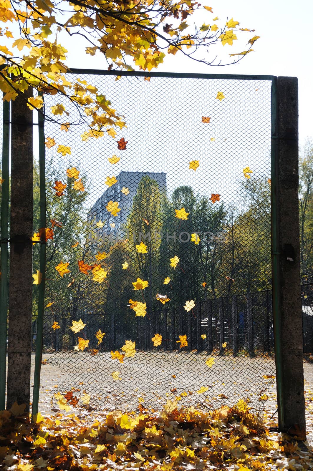 Autumn yellow leaves on a fence with high-rise building on background