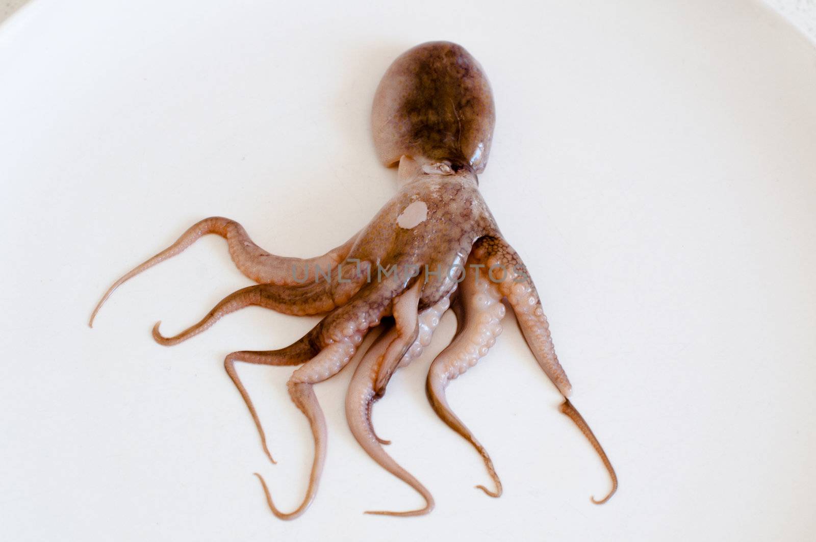 One raw baby octopus (Moscardini) arranged on a white plate