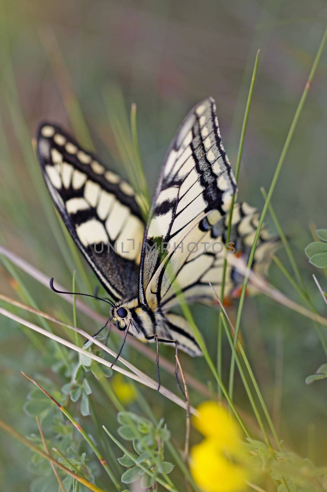 Close-up of a Swallowtail butterfly in the meadow