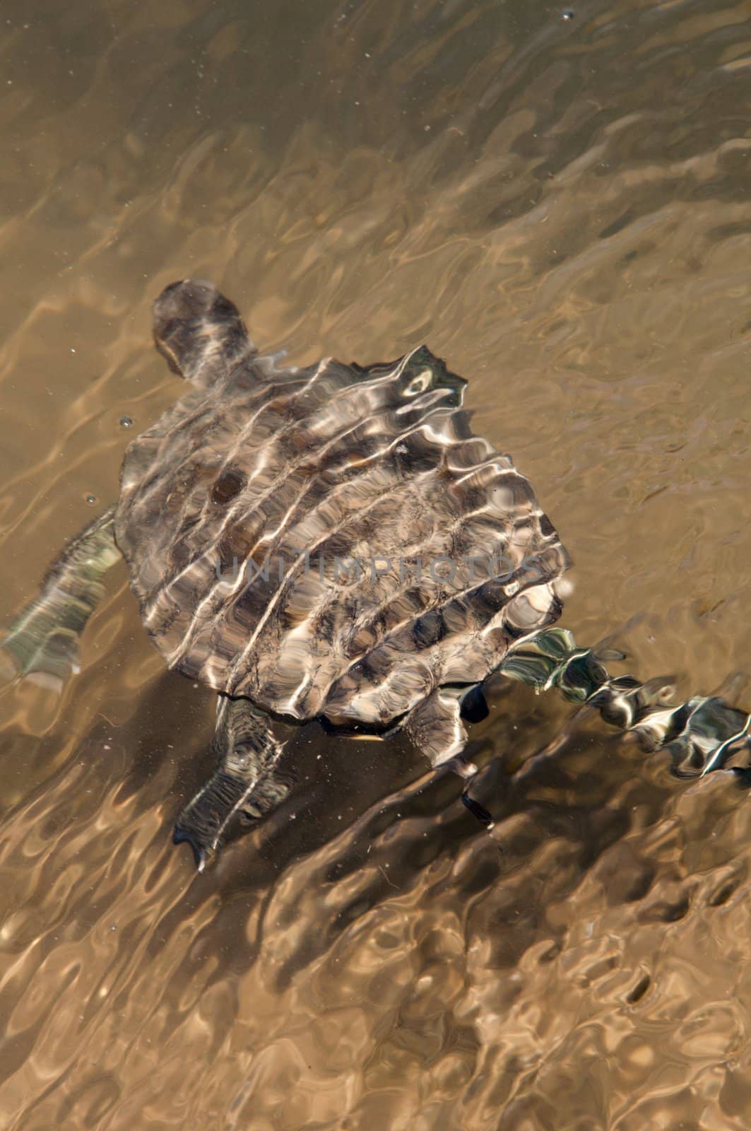 European Pond Terrapin (Emis orbicularis) turtle swimming in a pond on Crete island, Greece