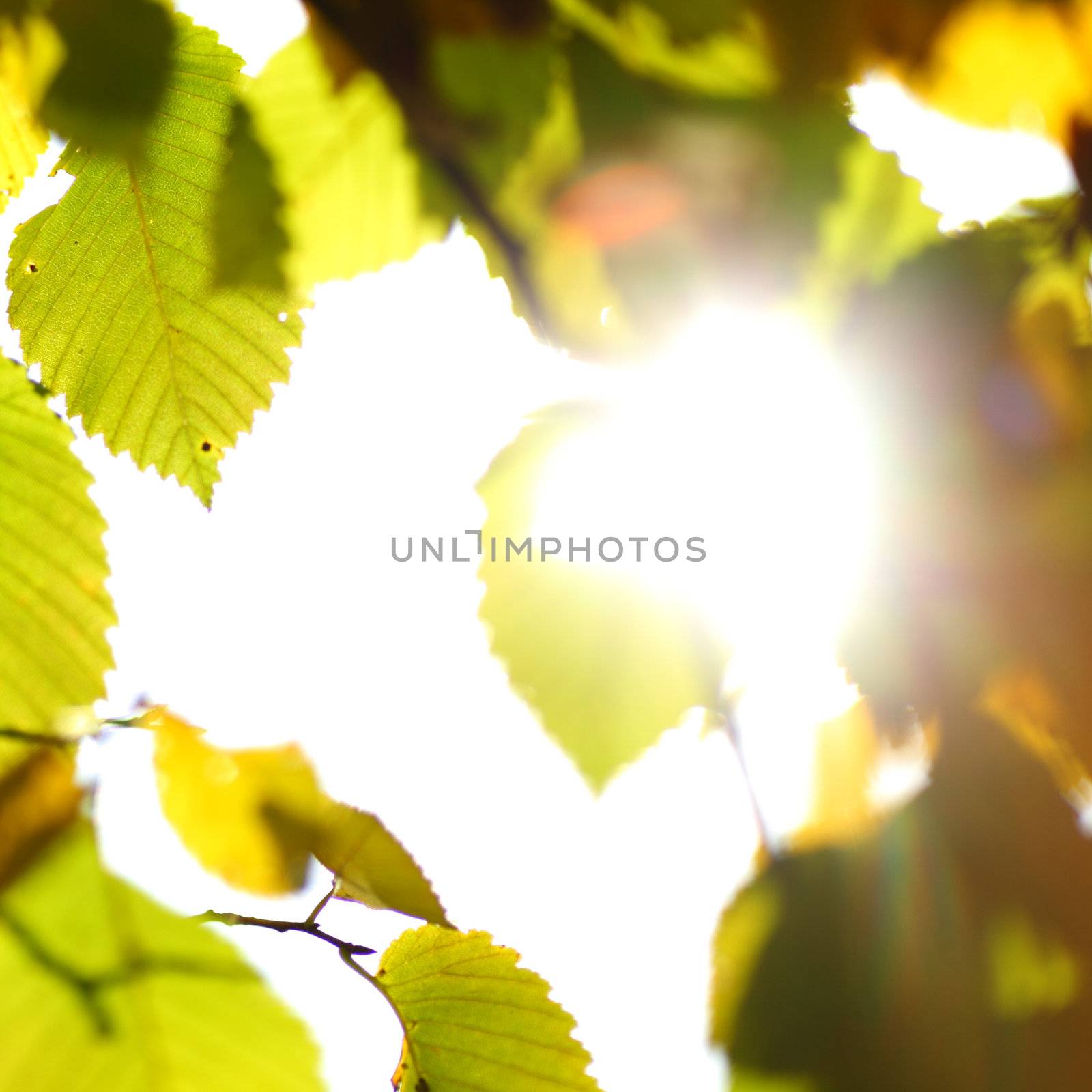 autumn leaves macro close up