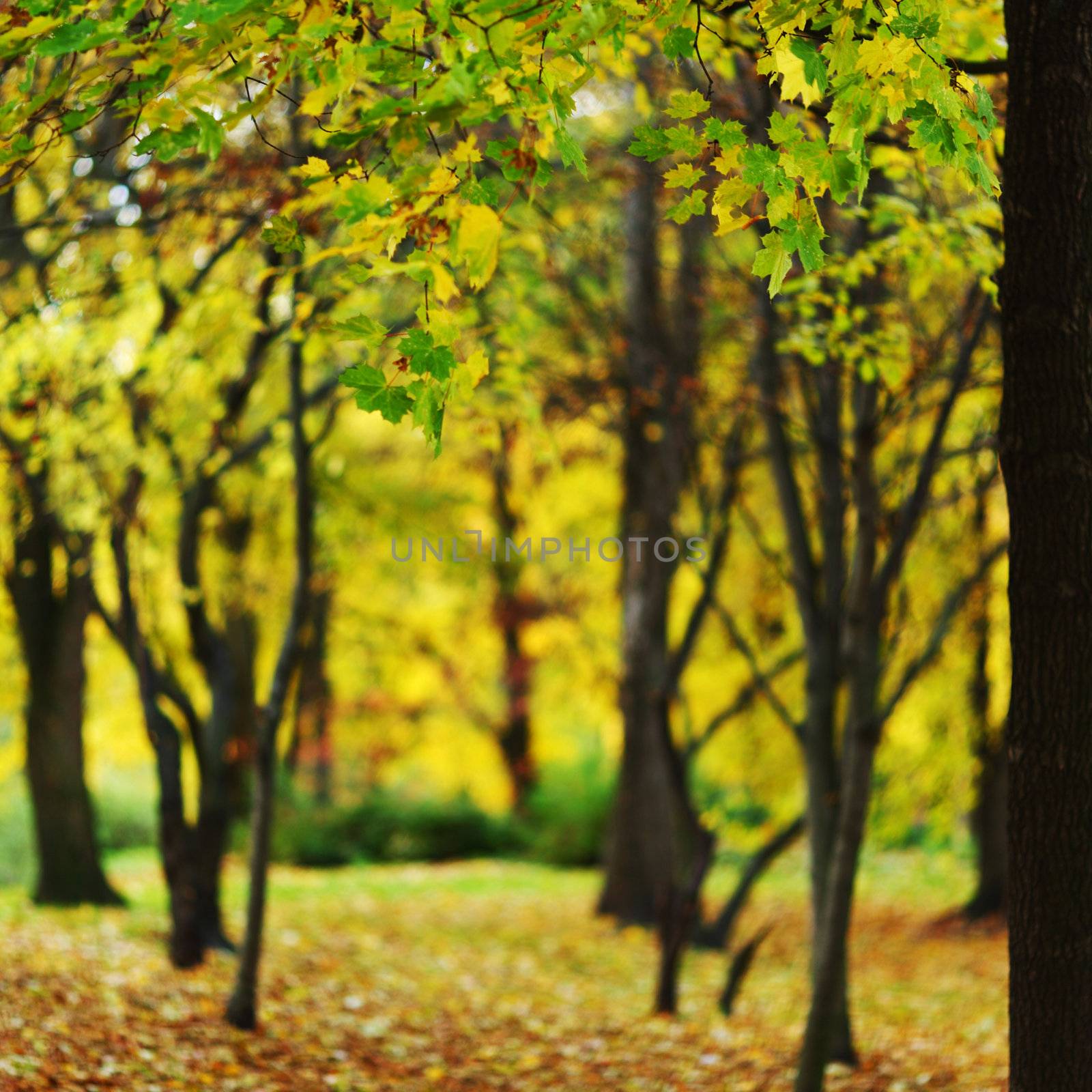 close up autumn trees in park