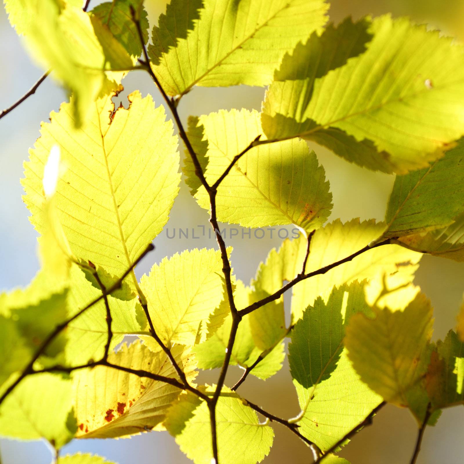 autumn leaves macro close up