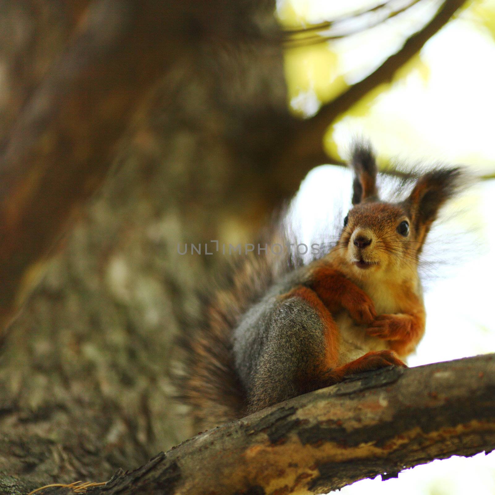 squirrel in autumn forest macro close up