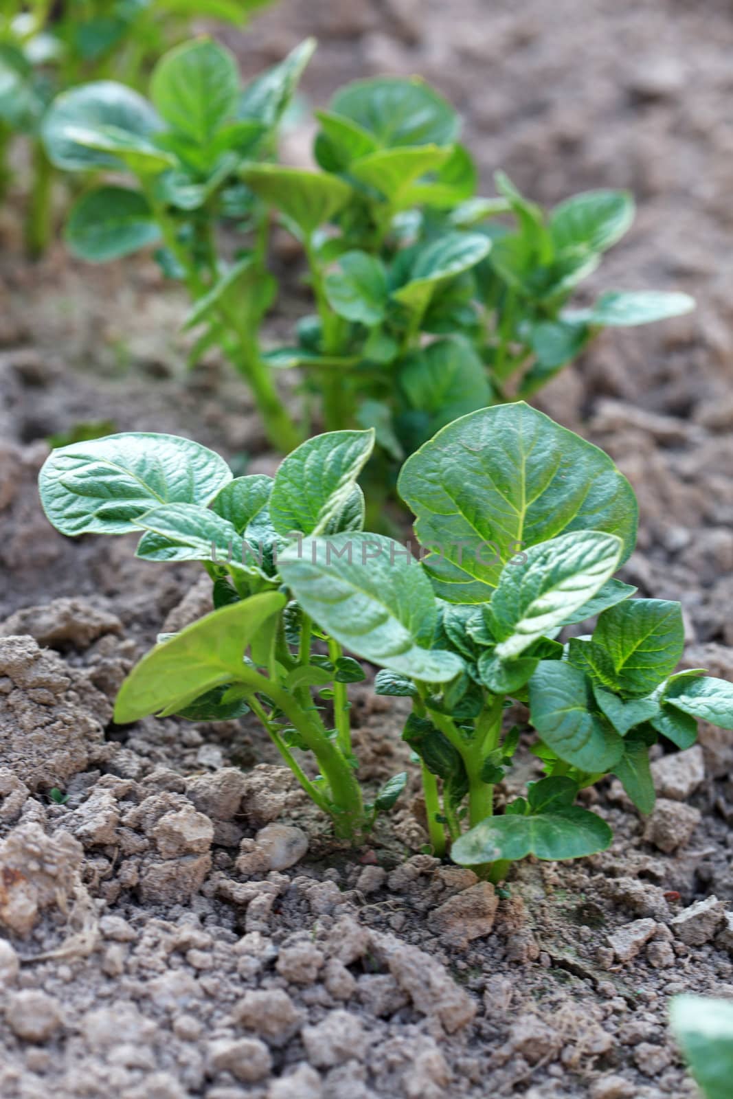 green potato 